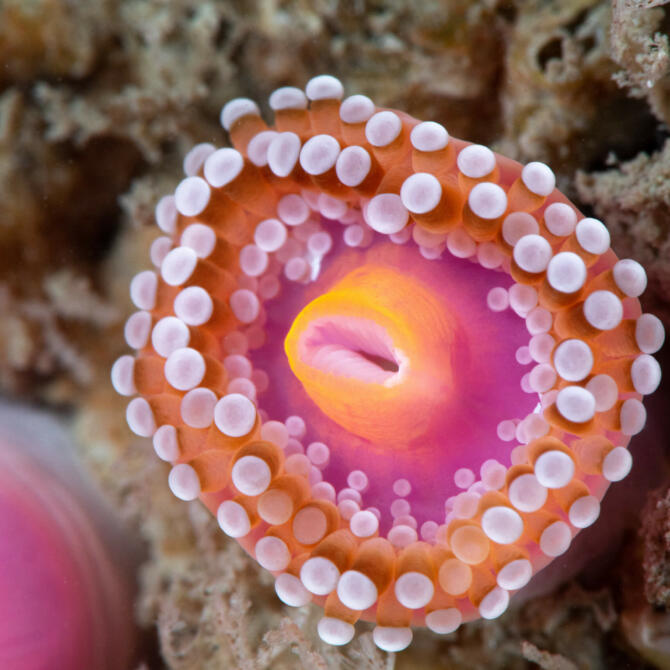 Hidden jewel anemone