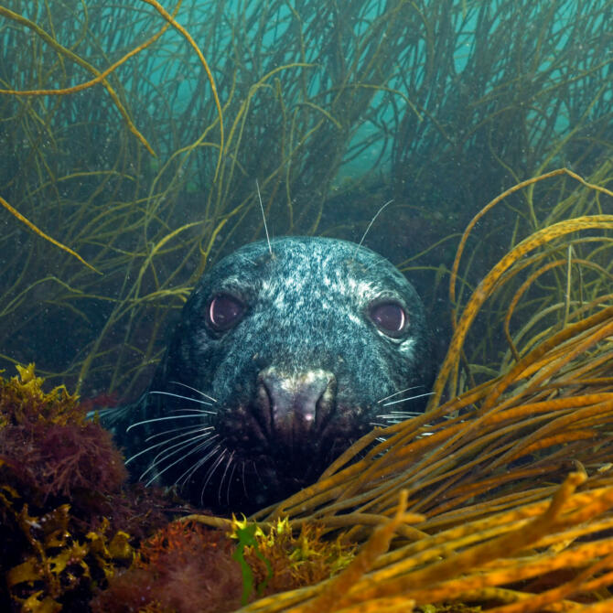 seal on seabed