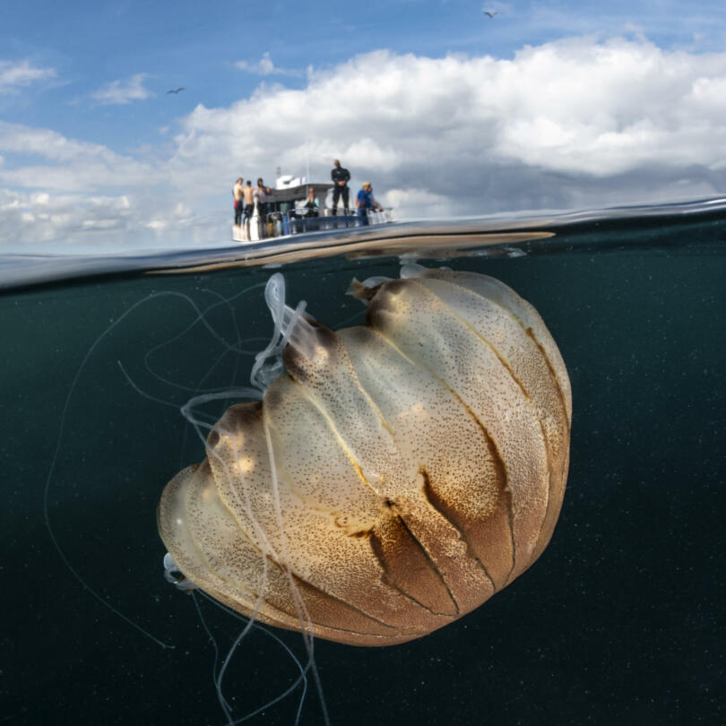 compass jelly Lewis Jeffries