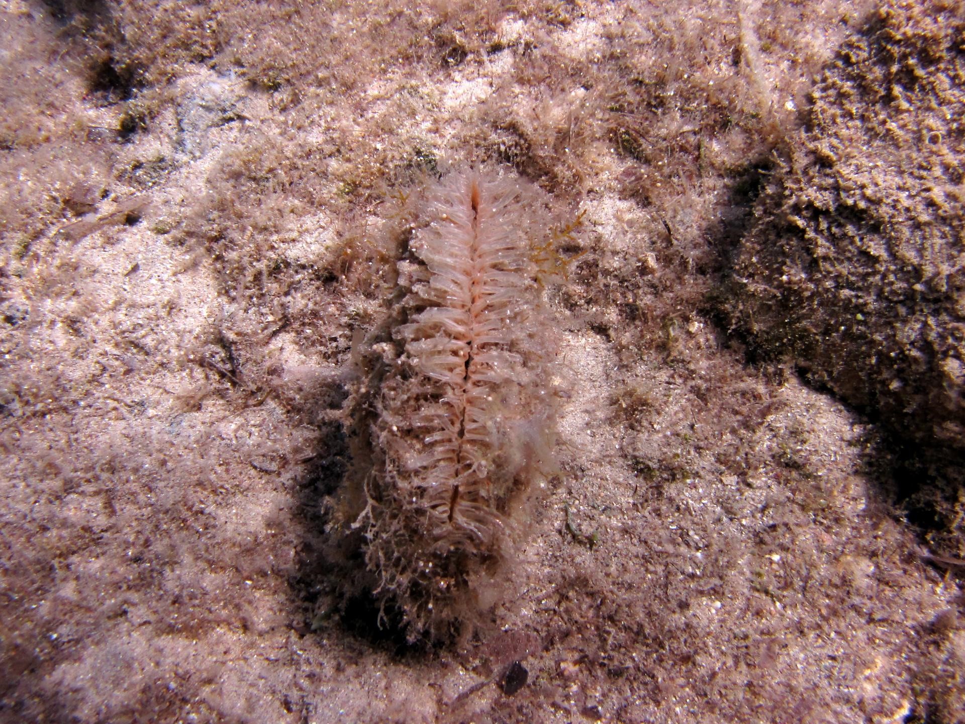 Convex Seascape Survey seabed sediment Frequently Asked Questions (FAQ)